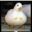 djhamster7