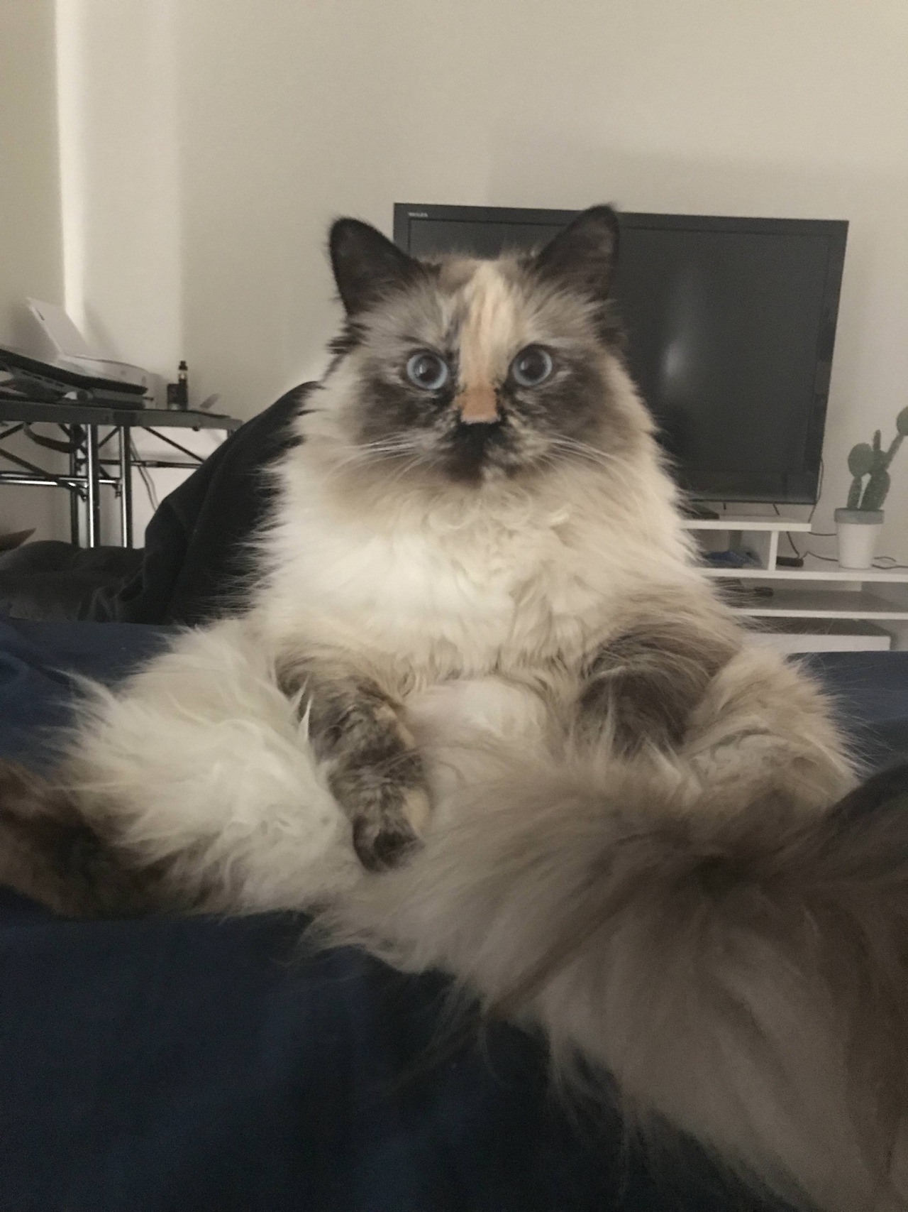 kitty & cat posts / memes