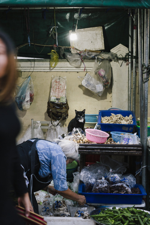 mammafairchild: louisetakesphotos:Cat chronicles of Chiang Mai, Thailand.  @softsteverogers