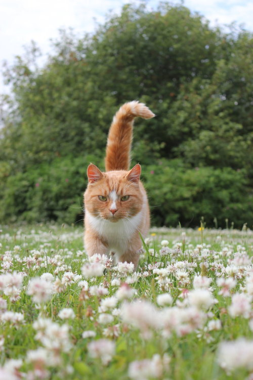 magicalnaturetour:magical-meow:ginger cat among flowers by purstotahti Cat on a mission