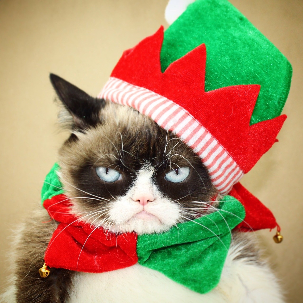 Shop for all the Worst Grumpy Cat #CyberMonday Deals at: 
https://www.grumpycats.com/shop