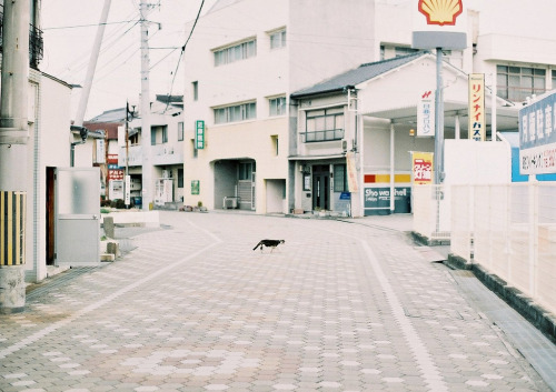 lcyungsoos: 伊予　３月２０日 (by *dapple dapple)