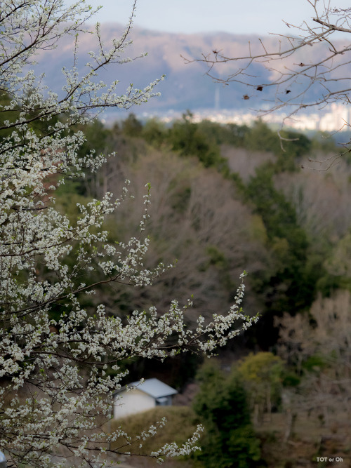 いつもお世話になっているお寺様にて。樹齢300年の枝垂れ桜が今年も花をつけてくれていました。Cherry blossoms 2022. The weeping cherry tree, said to