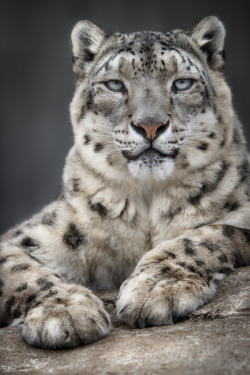 brutalgeneration:  Snow Leopard (by William T Hornaday)