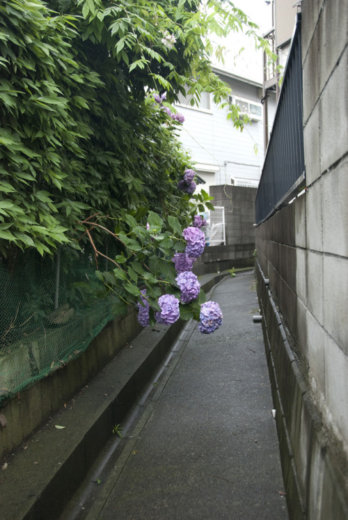 聖蹟桜ヶ丘_20090621By : Eiji Saito