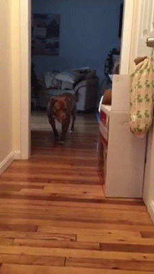 sizvideos:    Did you ever see a dog tip-toe? Watch the full video 