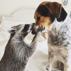 boredpanda:    Orphaned Raccoon Rescued By Family With Dogs Thinks She’s A Dog, Too   