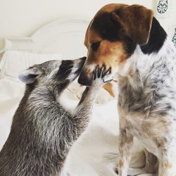 awesome-picz:    Orphaned Raccoon Rescued By Family With Dogs