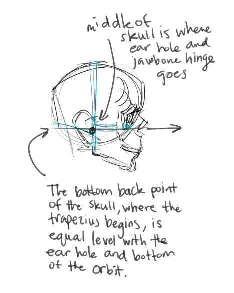 makanidotdot:   i like necks a lot yeh lets talk about necks!!! u gotta know what’s going on in there to draw necks, here’s a fairly simple run down. Also a lot (most all) of my anatomy knowledge comes from taking Scott Eaton’s anatomy for artists