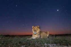 自らカメラトラップまで開発したカメラマンが撮った、アフリカの野生動物の美しい姿13選 : ギズモード・ジャパン