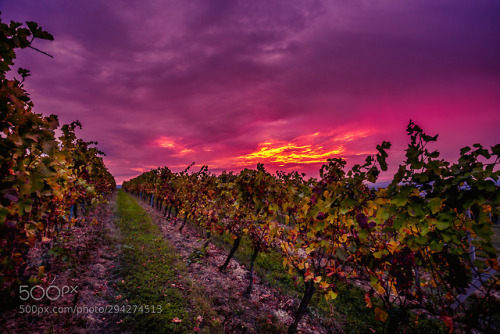 Sunrise over the vineyards by pavelrezac