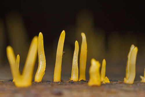 You like to climb trees?Some of the best things about photographing terrestrial invertebrates are:1.