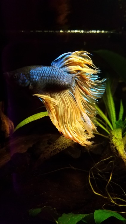 fish-plants-somuchmore: I love him