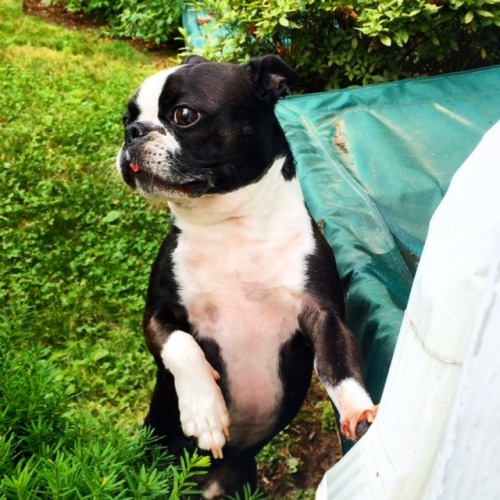 fuckyeahbostonterriers:&ldquo;Hey, gurl, hey…&rdquo; Come see more of me at BTROCCO on Instagram!