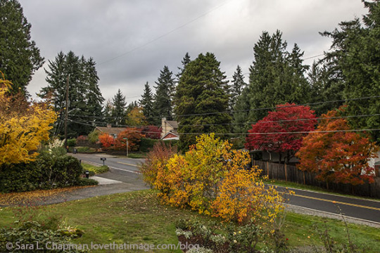 Before the big rain in Seattle yesterday https://www.lovethatimage.com/blog/2021/10/autumn-color-2/ #Fall colors#rain#rain coming#colorful#ILoveAutumn