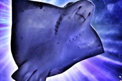 psychedelic-freak-out: vodka-and-fedoras:   that-flighty-temptress-adventure:  I took this picture of a sting ray at the aquarium while I was in San Francisco. I didn’t check the picture until later, but somehow the lighting there made it look like