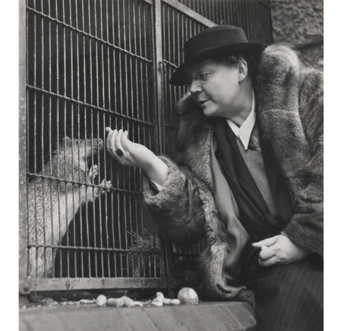 cafeinevitable:During World War ll the London Zoological  Society allowed people to “adopt” animals 