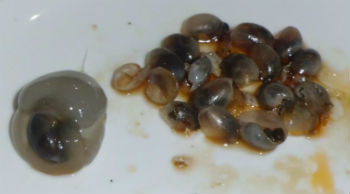 yellow mud snails (potamopyrgus antipodarum)