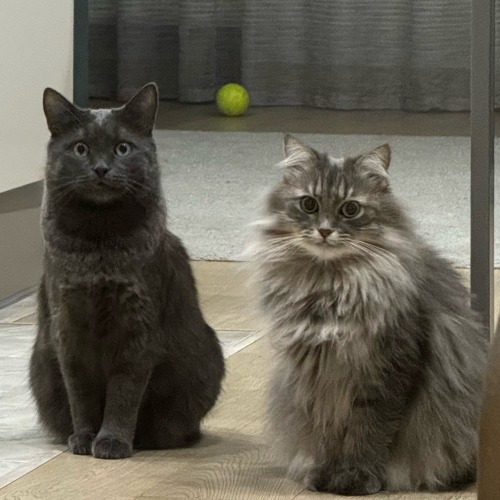 Idk Why But Here Some Pictures Of My Cats. Hope You Like Them. I Miss Them. 
