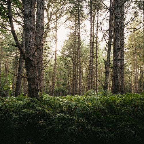 Woods by Matthew Dartford on Flickr.