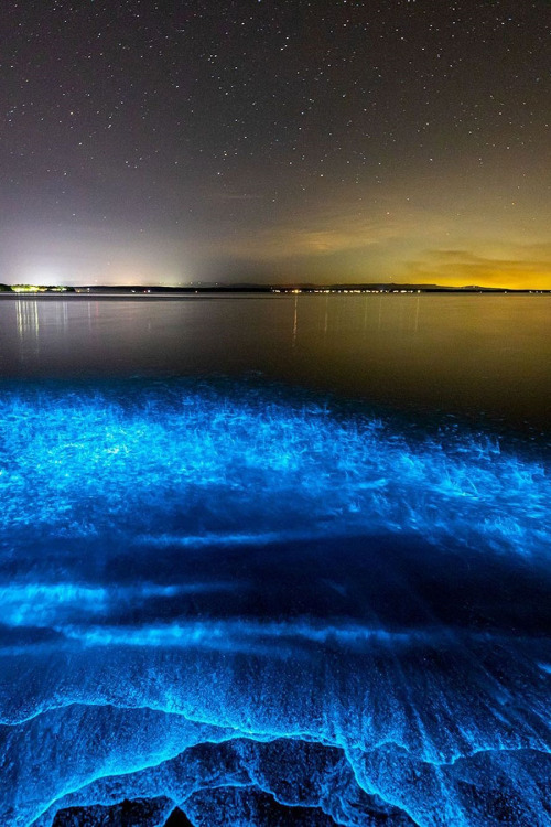 lsleofskye: Bioluminescence | jordan_robins