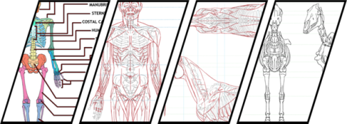 Hey, peeps. The Arceus package and comparative anatomy human / horse set is coming along. It is slow