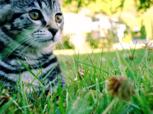 sullied:  my lil kitty exploring the world uwu