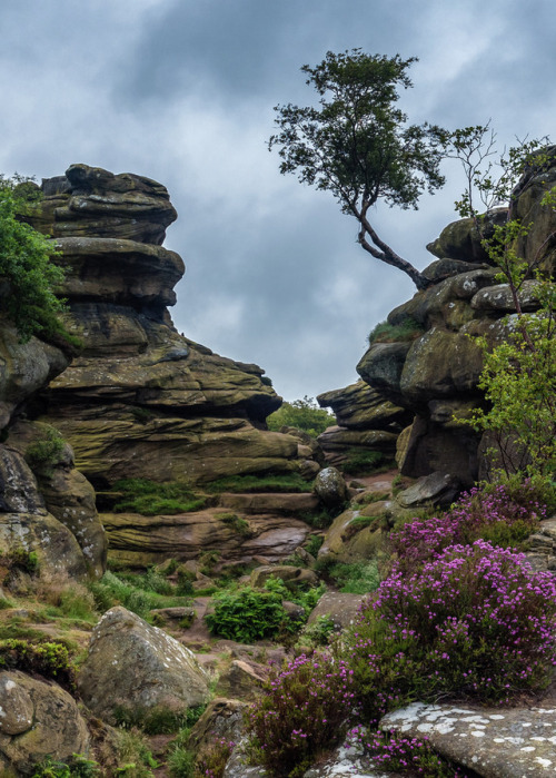 wanderthewood: Brimham Rocks, North Yorkshire, England by gaelic_soul791