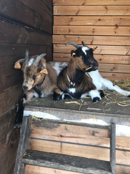 Spent a great sunny afternoon at a local kid farm. Had to be discreet taking these pics because I di