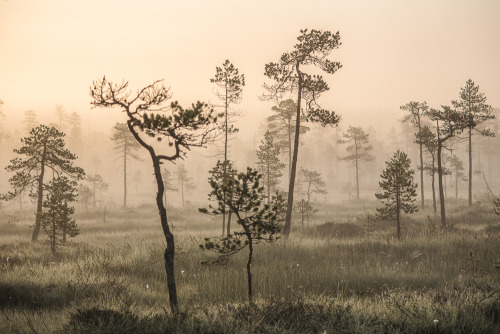 tiinatormanenphotography: Some summer vibes.  “Early morning” series from last year