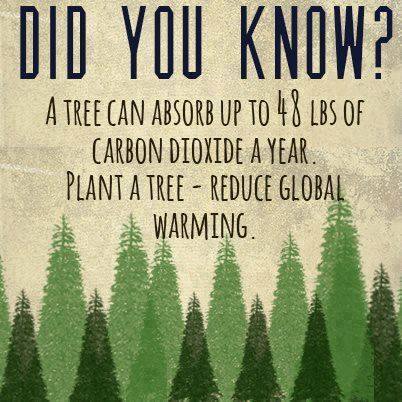 dirtyhippieproductions:  Go hug a Tree! ☮  ❤ ॐ 