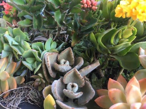 cactguy:cactguy:cactguy:I continue to throw random succulents into this planter (which spent all but