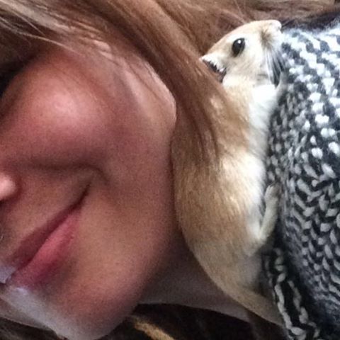 A Snufkin appeared  #Snufkin #gerbil #gerb #mongoliangerbil #smallanimal #animals #rodent #cuddle #p