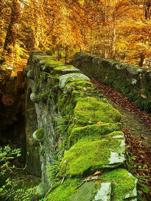 bluepueblo:Medieval Bridge, Tollymore Forest Park, Northern Irelandphoto via jarlath