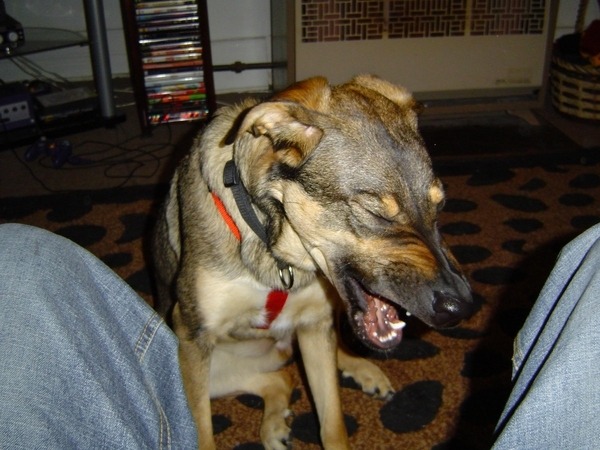 tastefullyoffensive:  Dogs About to Sneeze [via]Previously: Cats About to Sneeze