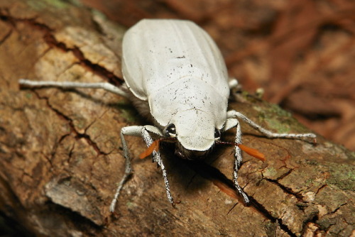 sinobug: White Scarab Beetle (Cyphochilus insulanus, Melolonthinae, Scarabaeidae) by Sinobug (itchyd