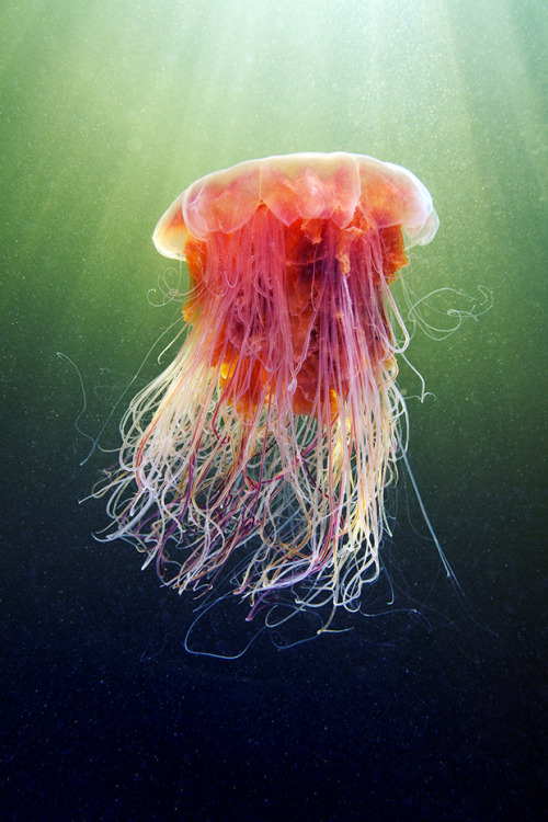 nevver:  Jellyfish, Alexander Semenov 