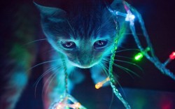 littlewhomouse:   On the eighteenth day of Christmas the TARDIS had a new occupant who snuck in whilst her Time Lord and Rose were snogging in a break from decorating their new lovely time ship. Amidst the blue glow and tangled lights TARDIS kitty found