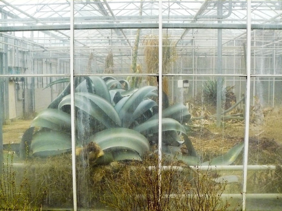 abandonedandurbex:These agaves seem to be doing fine in this abandoned greenhouse.