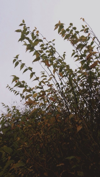 thetempurashrimp: Selfies with leaves!