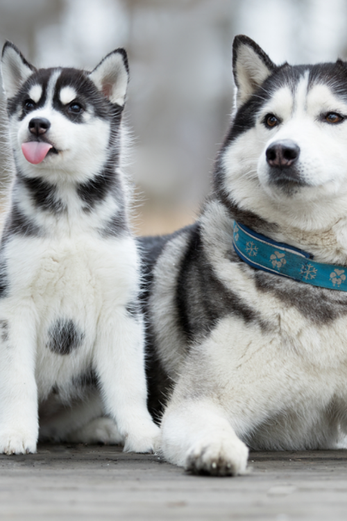 thepetszone:  Cool Siberian Husky Shot GallerySee