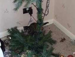 Kitty says it’s time to take down the tree - OscarsMam Dyxum.com