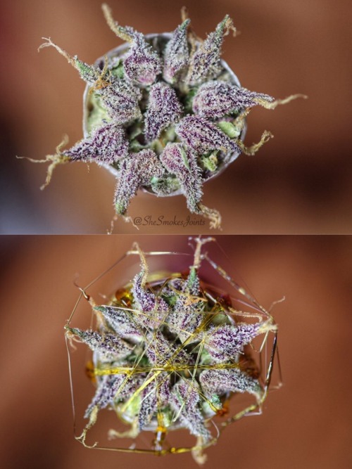 shesmokesjoints:thebudtendersociety:Amazing calyx and Twax photography by @shesmokesjointsMake sure 