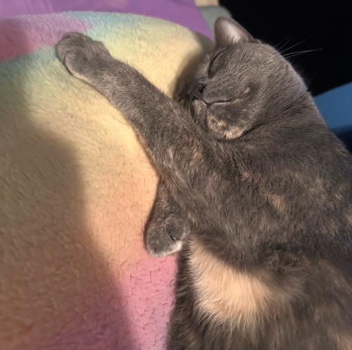 Cleopatra Sleeps Like She Just Worked A 12 Hour Shift