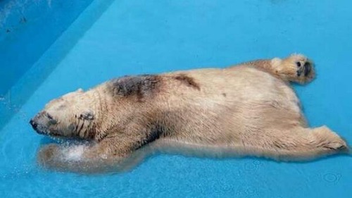 adviceforvegans:
“ Arturo lives in the blistering sun of Argentina. A naturally Arctic animal spends his days living in 104 degrees Fahrenheit (40 degrees Celsius) of nothing but heat.
If this upsets you as much as it upsets me, please consider...