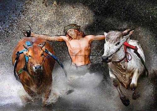 Jesus Getting Pulled By Some Cows In A Race Across A Rice Paddy