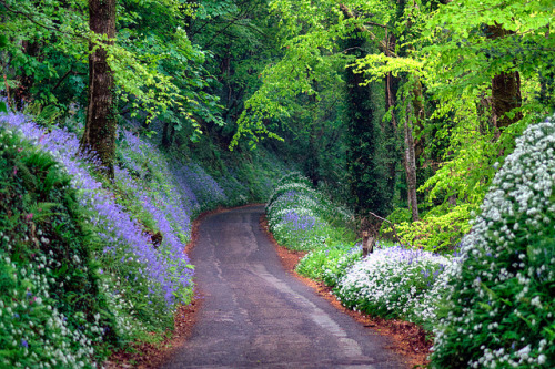 Driving into the bluebell wood by rosiespoonerphotos on Flickr.