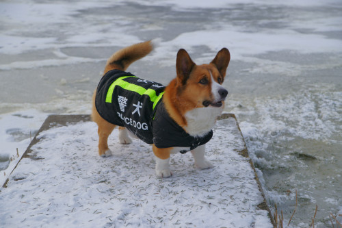 corgiaddict:  Harwwwwhhhh. What’s up Corgi Police on Duty