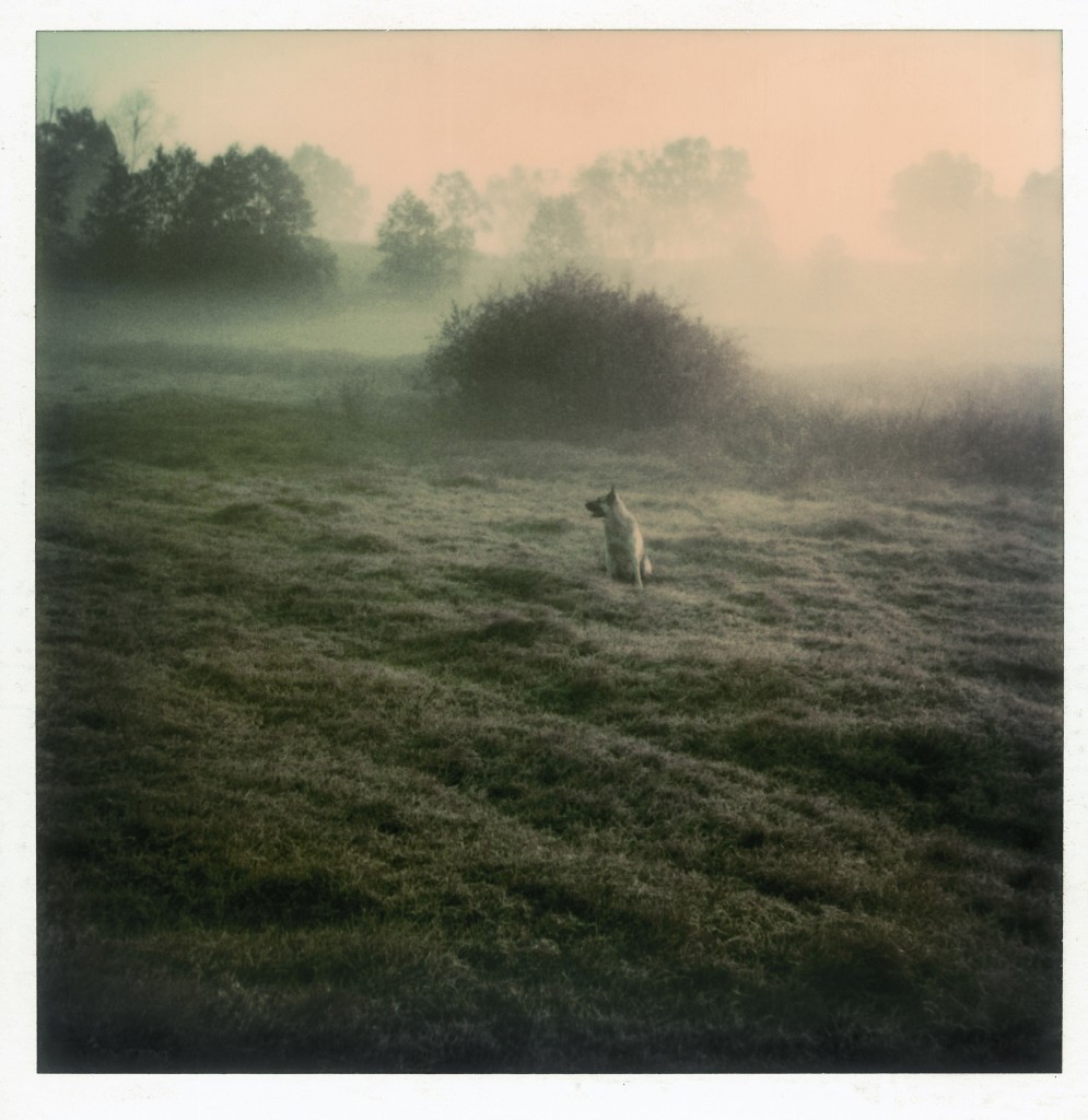 nobrashfestivity:  Polaroids by Andrei Tarkovsky 