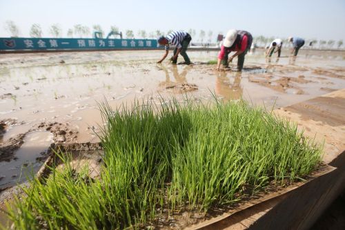 China Plans to Feed 80 Million People With ‘Seawater Rice’Jinghai district in northern C